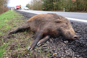 Es ist keine Seltenheit, dass im Verkehr ein Wildschwein bei einem Unfall ums Leben kommt.