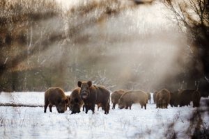 In Notzeiten dürfen Jäger oder Förster Wildtiere wie Wildschweine oder Rehe im Winter füttern.