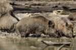 Wildschweine vertreiben