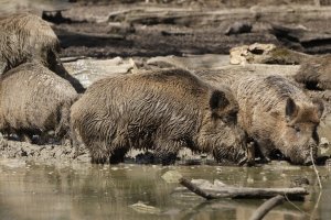 Wildschweine vertreiben – Ist das erlaubt?