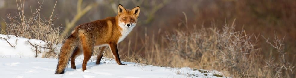 Wildtiere füttern: Keine gute Idee