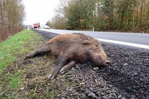 Nach einem Wildunfall kann keine Fahrerflucht begangen werden.