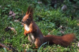 Die Versicherung zahlt auch bei einem Wildunfall mit einem Kleintier, wenn es sich um Haarwild handelt