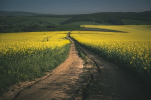 Auch auf einem Wirtschaftsweg kann die StVO gelten.