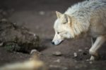 Der Wolf steht unter Artenschutz in Deutschland